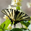Segelfalter / Scarce Swallowtail