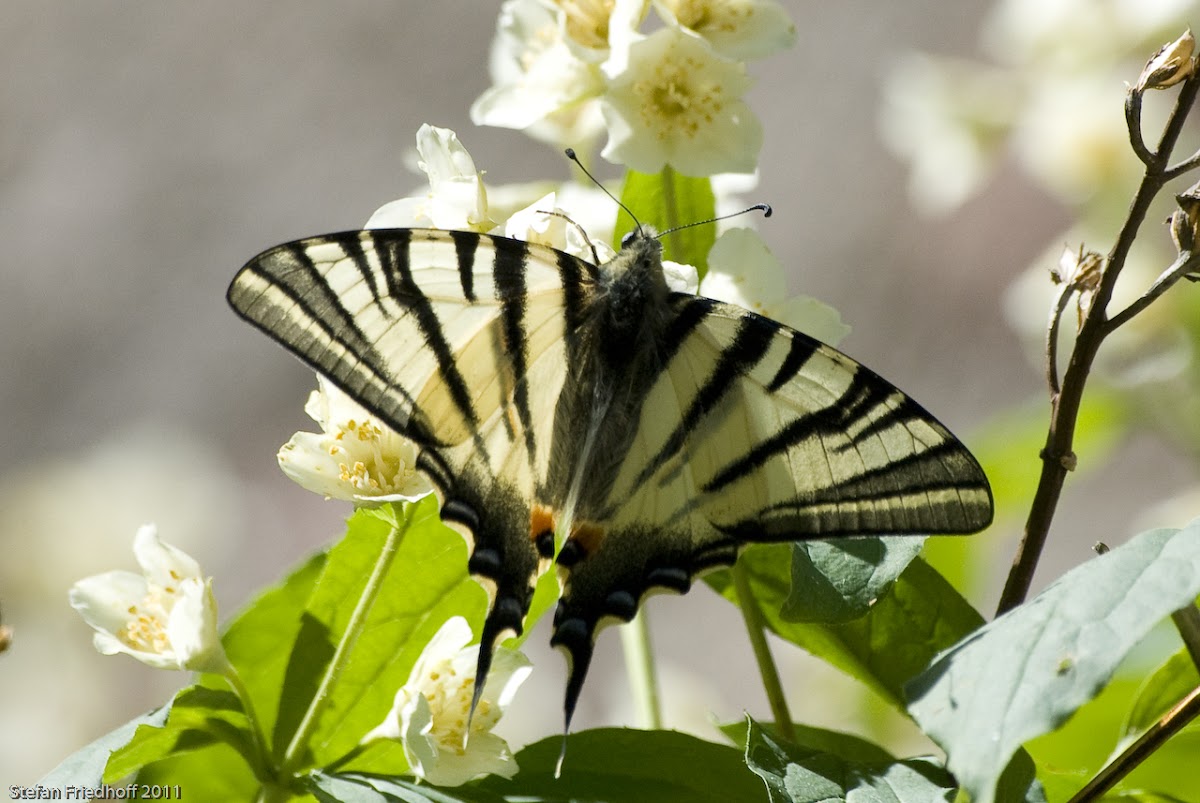 Segelfalter / Scarce Swallowtail