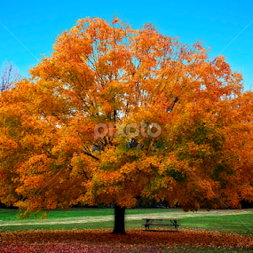 November Maple by Hugh Hazelrigg - Nature Up Close Trees & Bushes