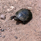 Eastern Painted Turtle