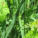 Common Pondhawk Dragonfly