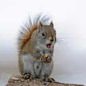 American Red Squirrel or Pine Squirrel