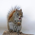 American Red Squirrel or Pine Squirrel