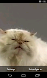 Cat screen licks Video LWP