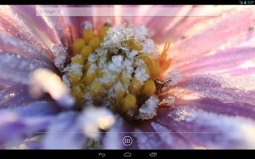 【免費個人化App】Hoarfrost on Flowers Wallpaper-APP點子