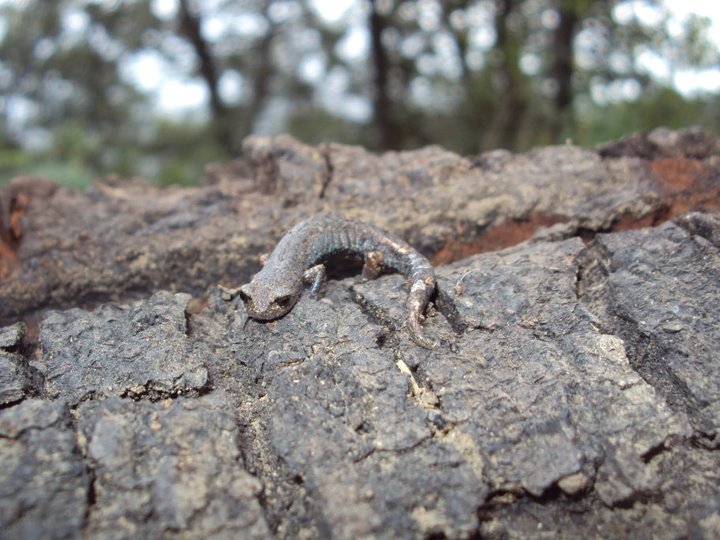 Firschein's False Brook Salamander