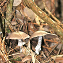 Agaricus species