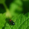 cereal leaf beetle, Rothalsiges Getreidehähnchen