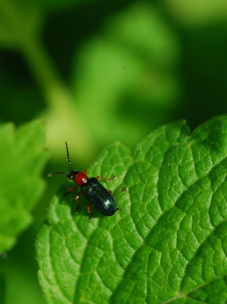 cereal leaf beetle, Rothalsiges Getreidehähnchen