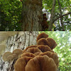 Shelf fungi on Basswood