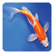 Koi Fish Live Wallpaper  Icon