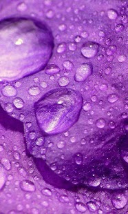 Petals live wallpaper Screenshots 11