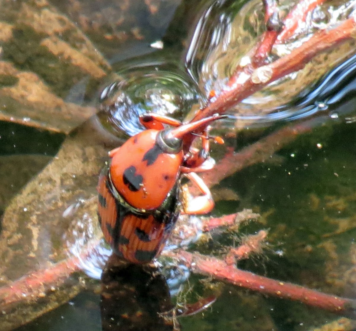 Red Palm weevil