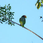 Yucatan Amazon Parrot