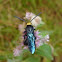Flower Wasp