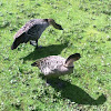Ne-ne or Hawaiian goose