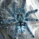 Martinique Tree Spider