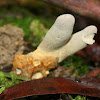 Two fingered mushroom
