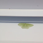 Wavy Emerald Moth