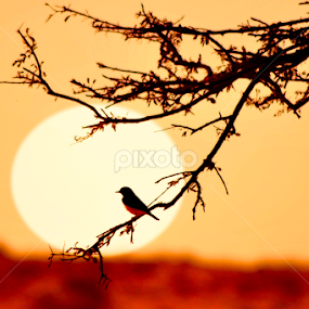 by Vijay Nagaonkar - Instagram & Mobile Other