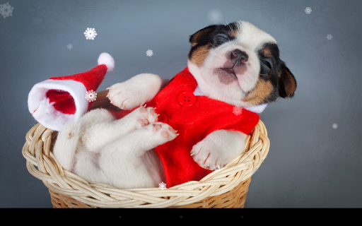 【免費個人化App】Xmas Puppy Live Wallpaper-APP點子