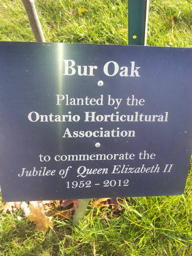 Bur Oak Commemorative 