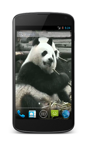 Panda Free Video Wallpaper