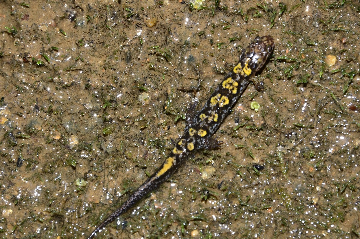 Shovelnose Salamander