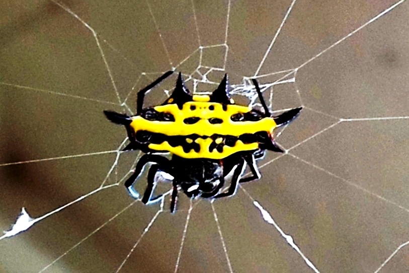 Spiny-backed Orb-weaver