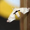Silkworm Moth or Lappet Moth