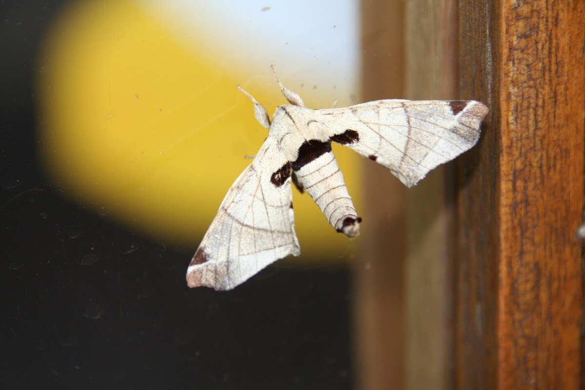 Silkworm Moth or Lappet Moth