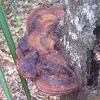 Red shelf fungi