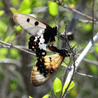 Clearwing Swallowtail (Male & Female)
