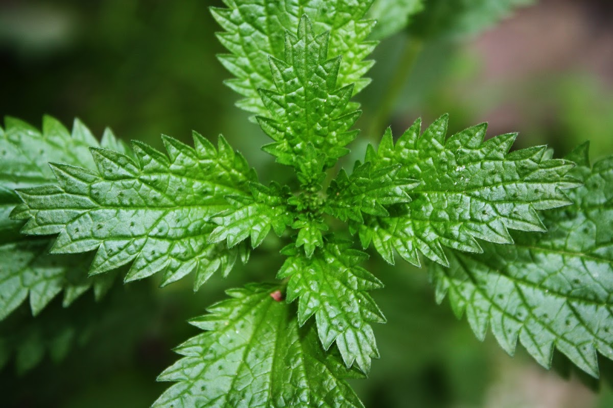 Ortiga / Annual Nettle