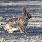 Eastern Cottontail