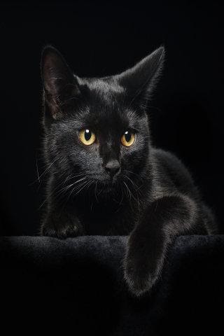 ベスト50 壁紙 黒猫 画像 美しい花の画像