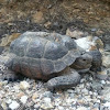 Sonoran desert tortoise