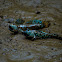 Blue Spotted Mudskipper