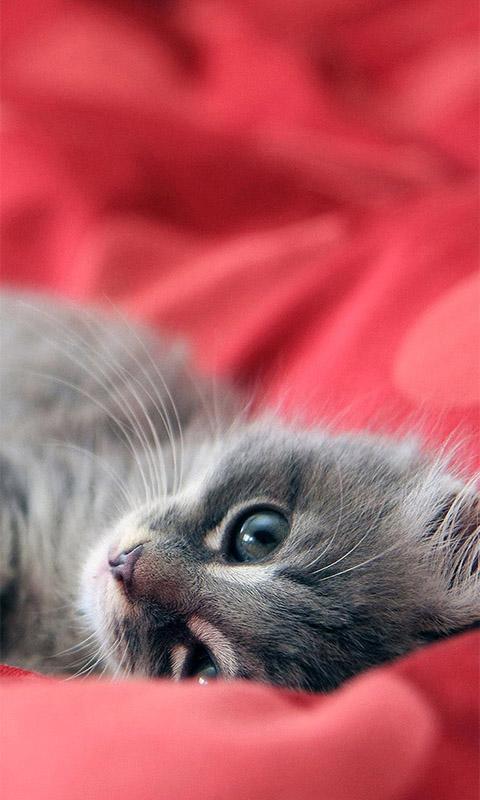 Sleeping Cats Live Wallpaper Screen 2