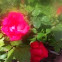 Red Roses (on bush)
