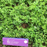 薰衣草森林(新竹尖石店)