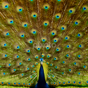 by Prashant Shah - Animals Birds