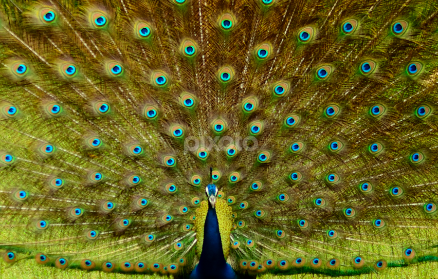 by Prashant Shah - Animals Birds