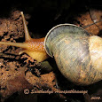 Global snail & slug diversity