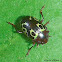 Calligraphy Leaf Beetle