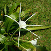 Beach Spider Lily