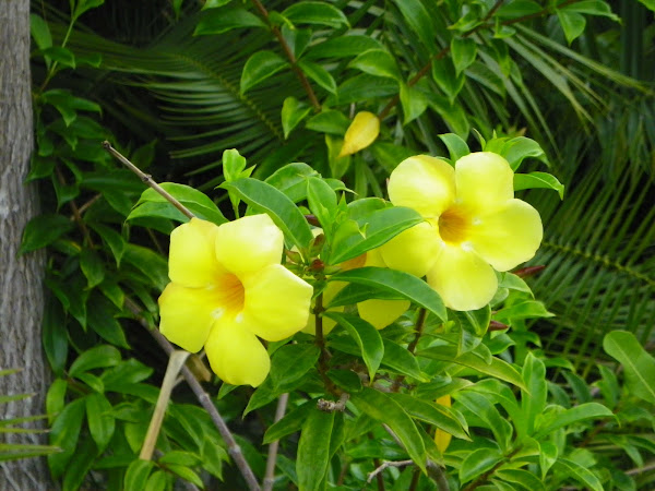 Dwarf Allamanda | Project Noah