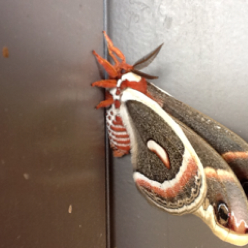 Cecropia Moth | Project Noah