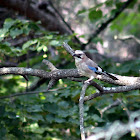 Eurasian Jay - Ghiandaia