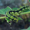 Orange-barred Sulphur Caterpillar